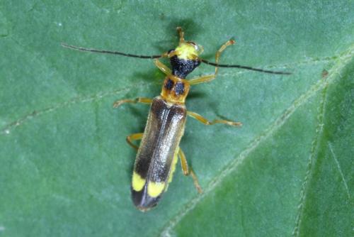 Réf. 206 979 : Malthinus sp.